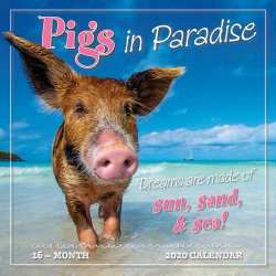 Pigs in Paradise 16-Month 2020 Calendar