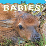 Elk Babies!