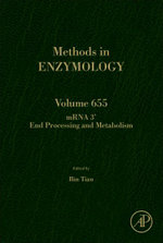 MRNA 3' End Processing and Metabolism