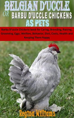 BELGIAN D’UCCLES OR BARBU D’UCCLE CHICKENS AS PETS