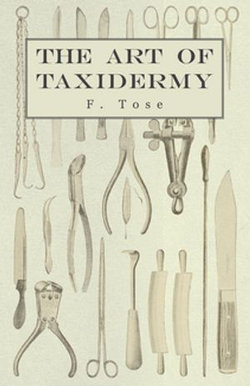 The Art of Taxidermy The Art of Taxidermy