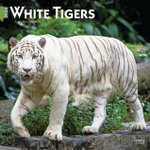 White Tigers 2026 12 X 24 Inch (Hanging) Monthly Square Wall Calendar Plastic-Free