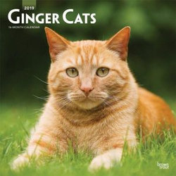 Ginger Cats 2019 Square Wall Calendar