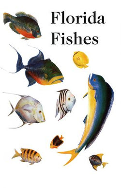 Saltwater Florida Fishes Saltwater Florida Fishes