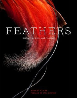 Feathers Feathers