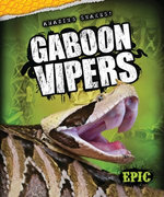 Gaboon Vipers
