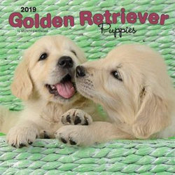 Golden Retriever Puppies 2019 Square Wall Calendar