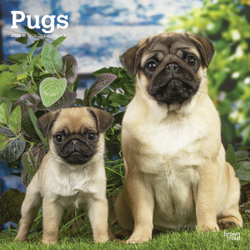 Pugs 2026 12 X 24 Inch (Hanging) Monthly Square Wall Calendar Plastic-Free