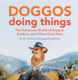 Doggos Doing Things
