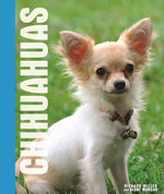 Your Chihuahhua