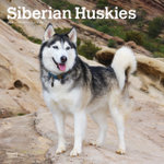 Siberian Huskies 2026 12 X 24 Inch (Hanging) Monthly Square Wall Calendar Plastic-Free