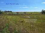 Salt Marsh Life