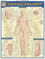 Surface Anatomy