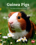 Guinea Pigs