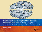 The Human Brain during the Third Trimester 310- to 350-mm Crown-Rump Lengths The Human Brain during the Third Trimester 310- to 350-mm Crown-Rump Lengths