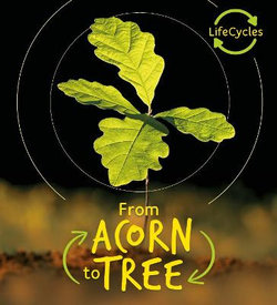 Lifecycles : From Acorn To Tree