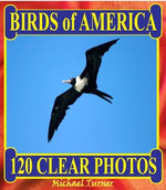 Birds of America. 120 Clear Photos.