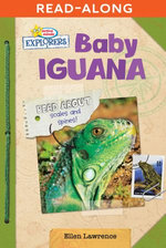 Baby Iguana