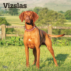 Vizslas 2026 12 X 24 Inch (Hanging) Monthly Square Wall Calendar Plastic-Free Vizslas 2026 12 X 24 Inch (Hanging) Monthly Square Wall Calendar Plastic-Free