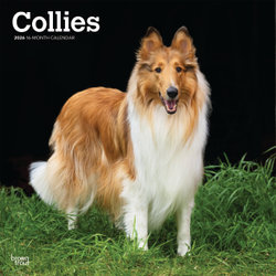Collies 2026 12 X 24 Inch (Hanging) Monthly Square Wall Calendar Plastic-Free Collies 2026 12 X 24 Inch (Hanging) Monthly Square Wall Calendar Plastic-Free
