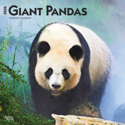 Giant Pandas 2026 12 X 24 Inch (Hanging) Monthly Square Wall Calendar Plastic-Free Giant Pandas 2026 12 X 24 Inch (Hanging) Monthly Square Wall Calendar Plastic-Free