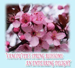 Vancouver's Spring Blossoms