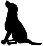 the lazy dog2