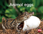 Animal eggs