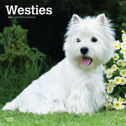 West Highland White Terriers 2026 12 X 24 Inch (Hanging) Monthly Square Wall Calendar Plastic-Free