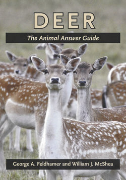 Deer