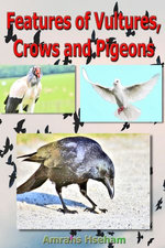 Features of Vultures, Crows and Pigeons