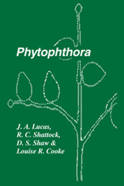 Phytophthora
