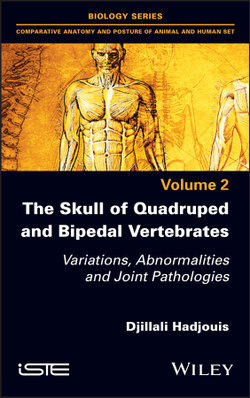 The Skull of Quadruped and Bipedal Vertebrates