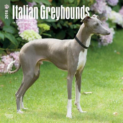 Italian Greyhounds - Calendar 2018