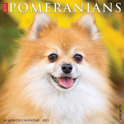 Just Pomeranians 2021 Wall Calendar (Dog Breed Calendar) Just Pomeranians 2021 Wall Calendar (Dog Breed Calendar)