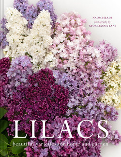 Lilacs Lilacs
