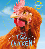 Lifecycles : Egg to Chicken