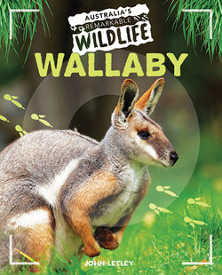 Wallaby