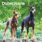 Dobermans 2026 12 X 24 Inch (Hanging) Monthly Square Wall Calendar Plastic-Free