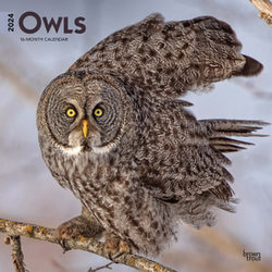 Owls 2024 Square