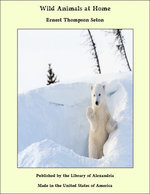 Wild Animals at Home