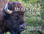 Rocky Mountain Bison