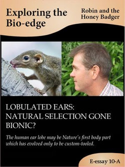 Lobulated ears: natural selection gone bionic?