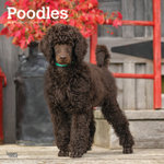 Poodles 2026 12 X 24 Inch (Hanging) Monthly Square Wall Calendar Plastic-Free