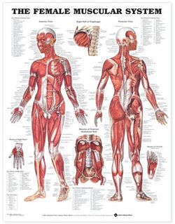 The Female Muscular System Anatomical Chart