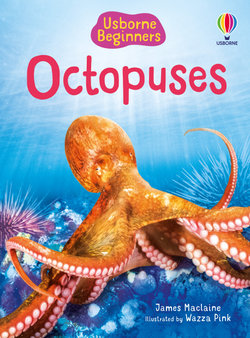 Beginners Octopuses Beginners Octopuses