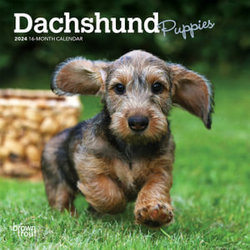 Dachshund Puppies 2024 Mini 7x7