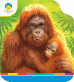 Smithsonian Kids Orangutans