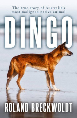 Dingo