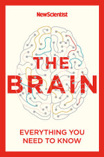 The Brain